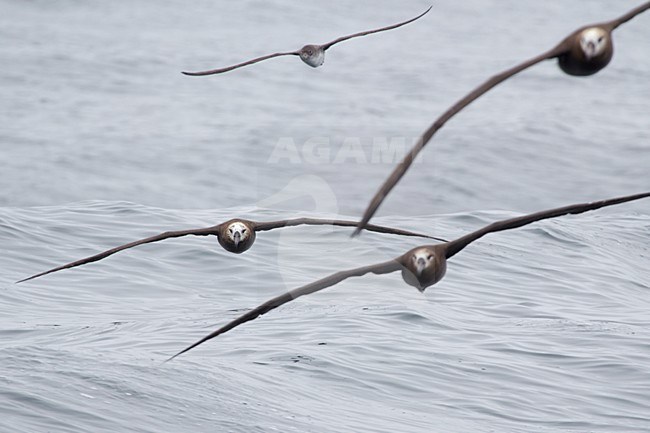 Zwartvoetalbatross in de vlucht; Black-footed Albatross in flight stock-image by Agami/Martijn Verdoes,