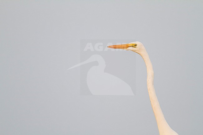 Great White Egret - Silberreiher - Ardea alba ssp. alba, Oman stock-image by Agami/Ralph Martin,