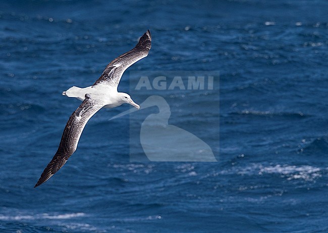 At sea between Auckland islands (New Zealand) and Macquarie island (Australia) stock-image by Agami/Marc Guyt,