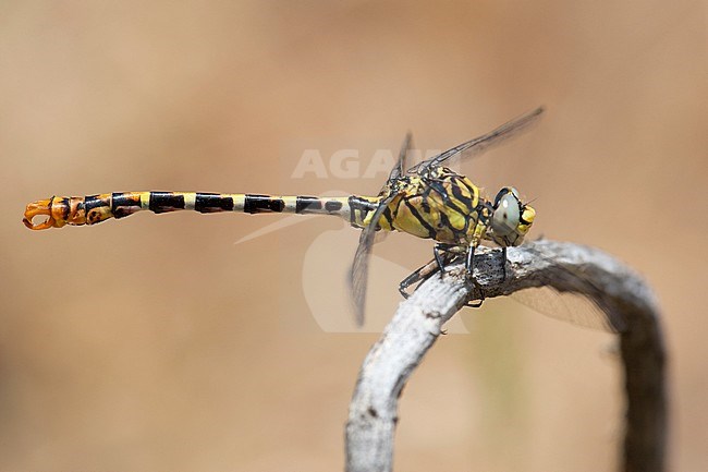 Mannetje Kleine tanglibel (ssp. albotibialis), Male Onychogomphus forcipatus (ssp. albotibialis) stock-image by Agami/Wil Leurs,