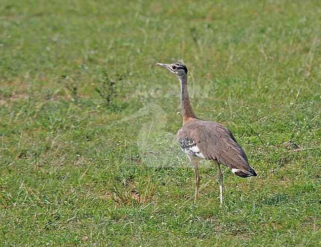 Denham's Bustard (Neotis denhami) in Uganda stock-image by Agami/Pete Morris,