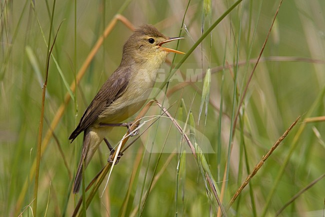 Zingende Orpheusspotvogel; Singing Melodious Warbler stock-image by Agami/Daniele Occhiato,