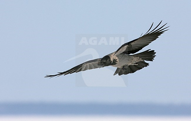 Bonte Kraai in de vlucht; Hooded Crow in flight stock-image by Agami/Markus Varesvuo,