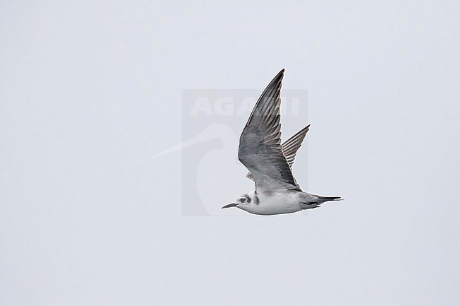 Wintering American Black Tern (Chlidonias niger surinamensis) in Peru. stock-image by Agami/Pete Morris,