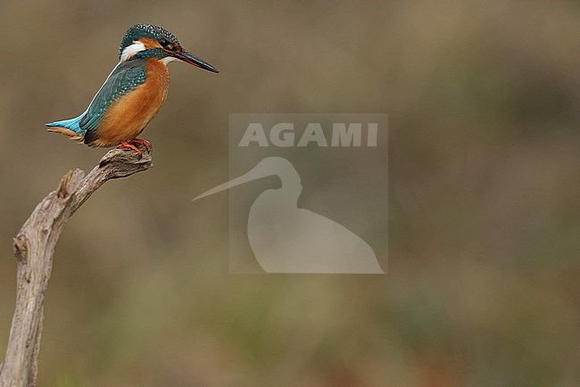 Juvenile or female Common Kingfischer (Alcedo atthis) perching on a branch stock-image by Agami/Mathias Putze,