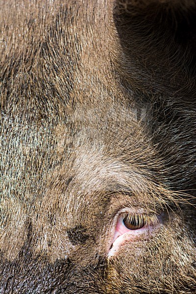 Vrije uitloop varken; Domestic Pig stock-image by Agami/Hans Germeraad,