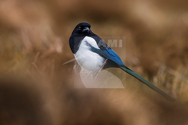 Eurasian Magpie, Pica pica, in Italy. stock-image by Agami/Daniele Occhiato,