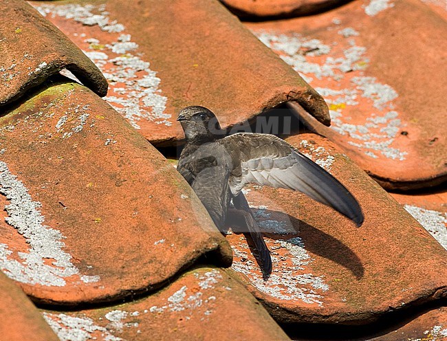 Gierzwaluw zittend op een dak van een huis; Common Swift perched on a rooftop stock-image by Agami/Marc Guyt,
