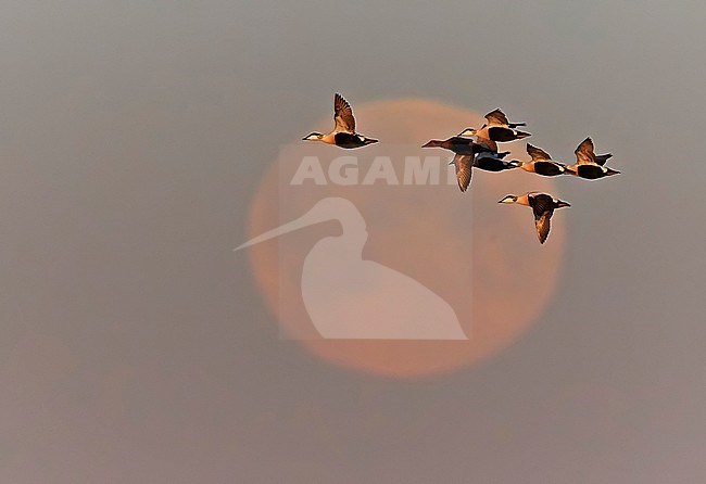 Flock of Common Eiders (Somateria molisima) at Utö island Finland. Moon in the background with a stunning purple colored sky. stock-image by Agami/Markus Varesvuo,