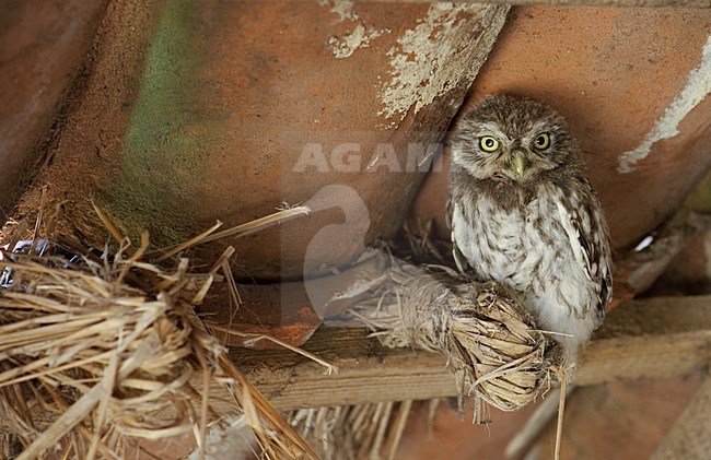 Steenuil zittend in schuur; Little Owl perched in barn stock-image by Agami/Han Bouwmeester,