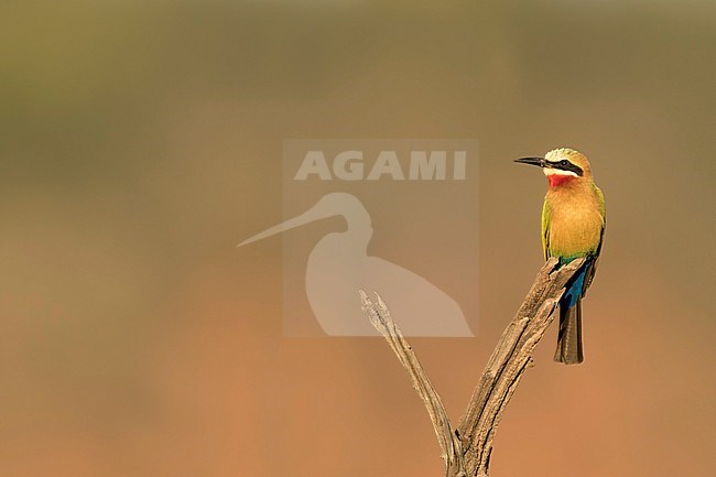 Witkapbijeneter, White-fronted Bee-eater stock-image by Agami/Walter Soestbergen,