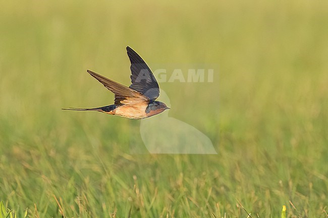 Adult American Barn Swallow (Hirundo rustica erythrogaster) in flight Galveston County, Texas, United States. stock-image by Agami/Brian E Small,