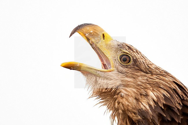 Zeearend, White-tailed Eagle stock-image by Agami/Bence Mate,