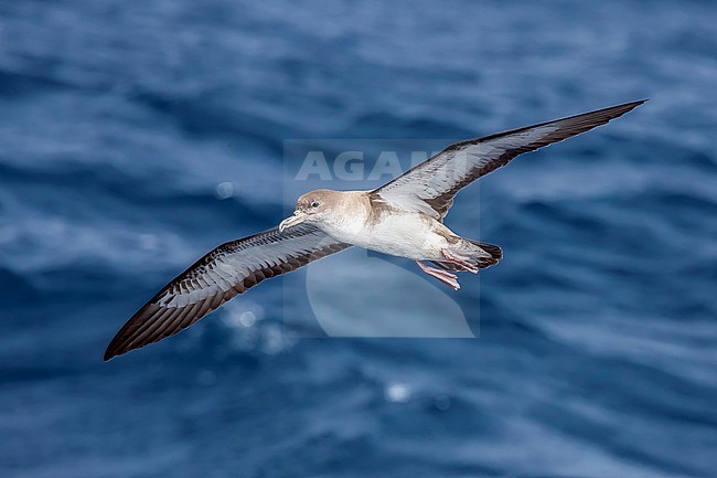 Cape Verde Shearwater flying off Raso, Cape Verde. June 03, 2018. stock-image by Agami/Vincent Legrand,