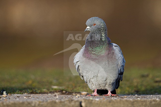 Feral Pigeon - Straßentaube -  Columba livia domestica, Germany, adult stock-image by Agami/Ralph Martin,