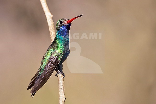 Broad-billed Hummingbird, Cynanthus latirostris magicus, male perched on a twig in Mexico stock-image by Agami/Andy & Gill Swash ,