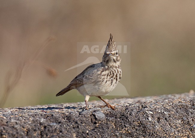 Theklaleeuwerik zittend op een steen; Thekla Lark perched on a rock stock-image by Agami/Arnold Meijer,