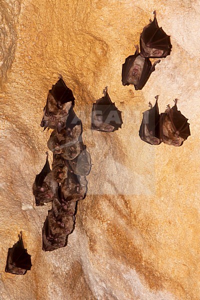 Groep slapende Grote Hoefijzerneuzen; Group of sleeping Greater Horsshoe Bats stock-image by Agami/Theo Douma,