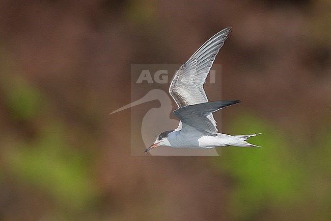 Visdief onvolwassen; Common tern immature stock-image by Agami/Daniele Occhiato,