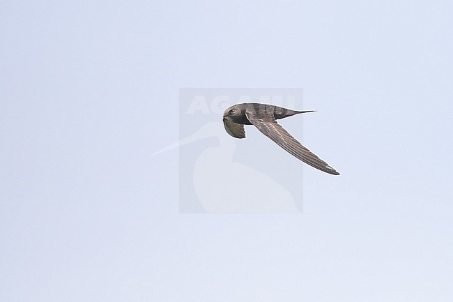 Adult Common Swift, (Apus apus), apus subspecies, flying against a blue sky as background, in Brittany, France. stock-image by Agami/Sylvain Reyt,