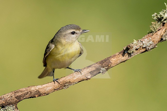 Adult
Galveston Co., TX
April 2019 stock-image by Agami/Brian E Small,