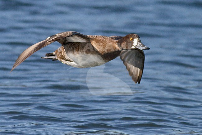 Lesser Scaup (Aythya affinis) flying in Victoria, BC, Canada. stock-image by Agami/Glenn Bartley,