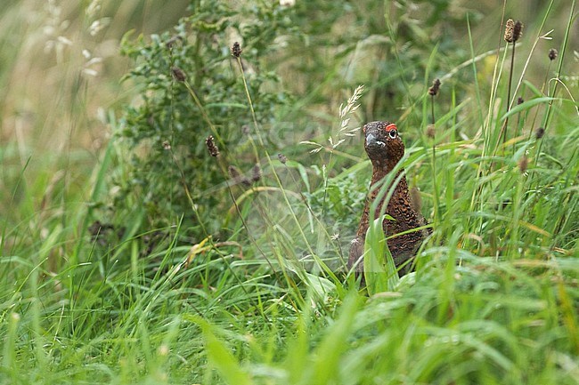 Red Grouse - Schottisches Moorschneehuhn - Lagopus lagopus scotica, Great Britain, adult male stock-image by Agami/Ralph Martin,