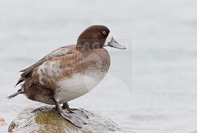 Scaup 2cy male (Aythya marila) Utö Finland February 2017 stock-image by Agami/Markus Varesvuo,