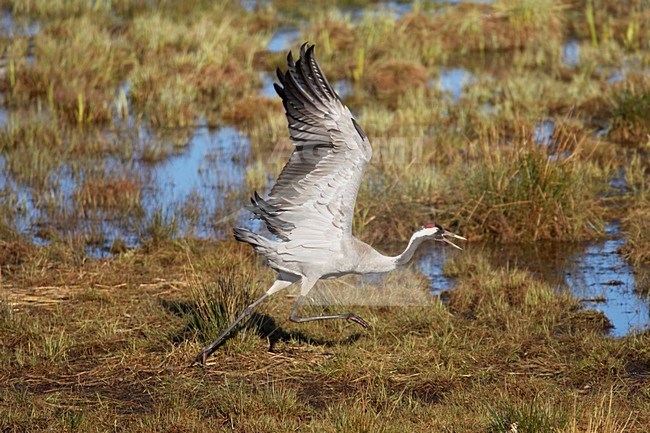 Kraanvogel vliegend; Common Crane flying stock-image by Agami/Jari Peltomäki,