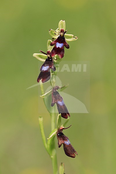 Flowering Fly Orchid France, Bloeiende Vliegenorchis Frankrijk stock-image by Agami/Jacques van der Neut,