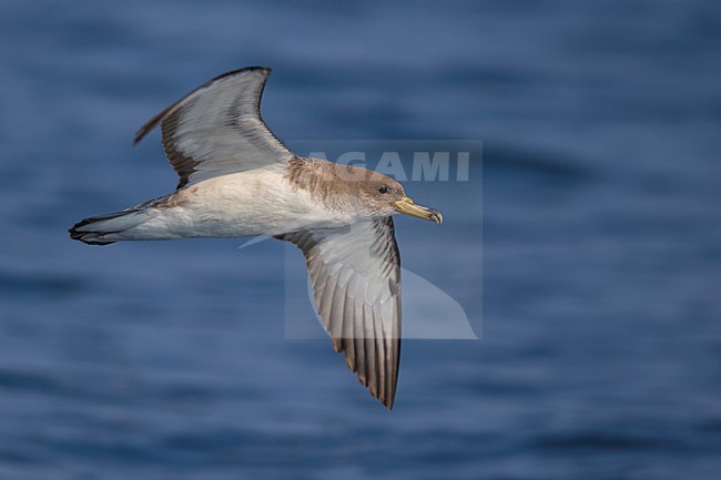 Vliegende Scopoli's Pijlstormvogel; Scopoli's Shearwater in flight stock-image by Agami/Daniele Occhiato,