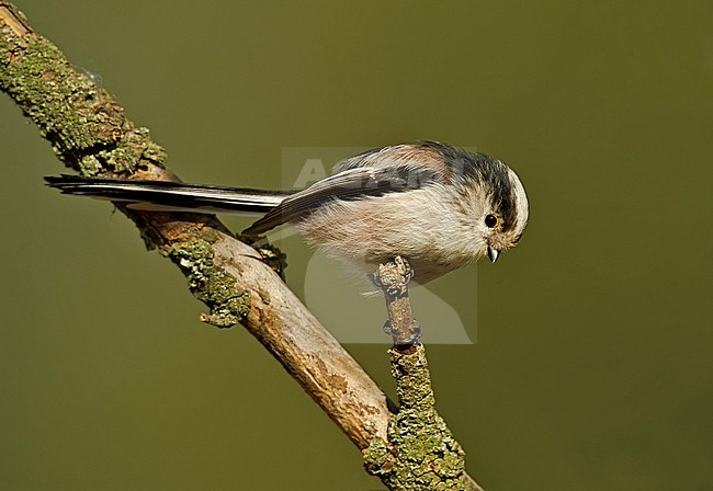 Long-tailed Tit (Aegithalos caudatus) in northern Italy stock-image by Agami/Alain Ghignone,