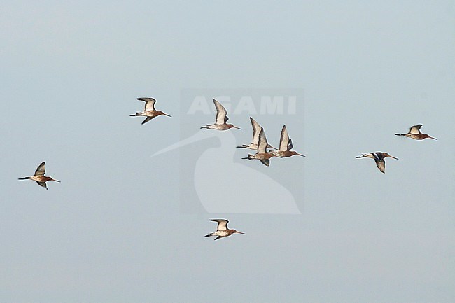 Black-tailed Godwit - Uferschnepfe - Limosa limosa ssp. limosa, Germany, adult stock-image by Agami/Ralph Martin,