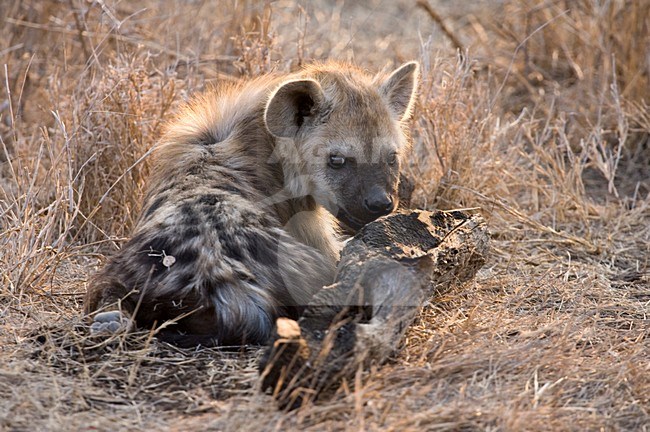 Rustende Gevlekte Hyena\'s; Resting Spotted Hyena\'s stock-image by Agami/Marc Guyt,