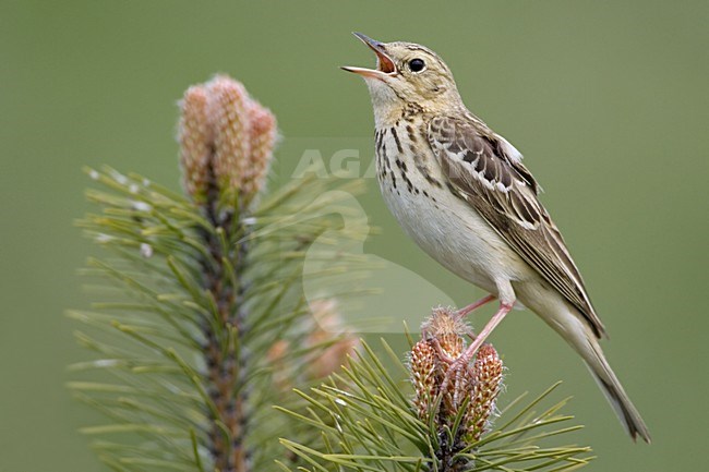 Tree Pipit singing; Boompieper zingend stock-image by Agami/Daniele Occhiato,