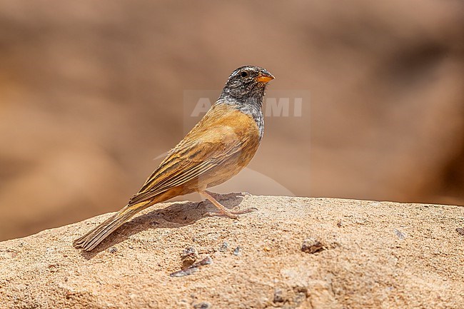 Male House Bunting (Emberiza sahari) sitting on a rock in North of Atar, Adrar, Mauritania. stock-image by Agami/Vincent Legrand,