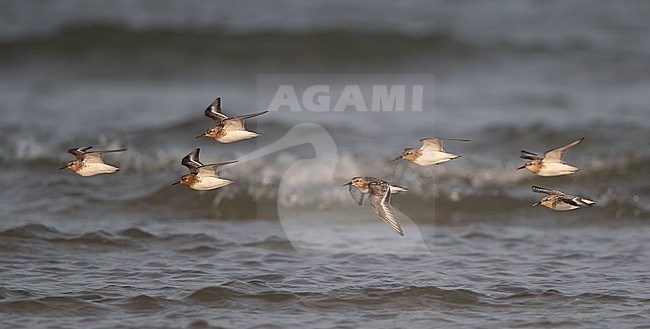 Flock of adult Sanderling (Calidris alba) flying over water during migration at Blåvandshuk, Denmark stock-image by Agami/Helge Sorensen,