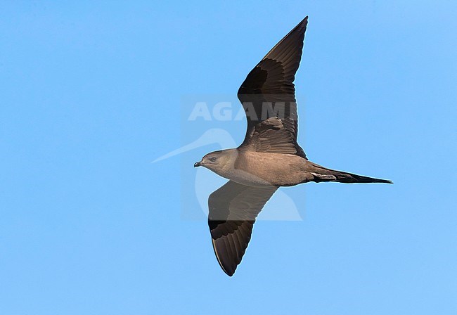 Arctic Skua (Stercoraruis parasiticus) during spring on the tundra of Iceland. stock-image by Agami/Daniele Occhiato,