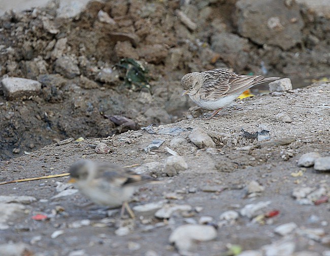 Hume's short-toed lark (Calandrella acutirostris) at Tso Kar, India. stock-image by Agami/James Eaton,