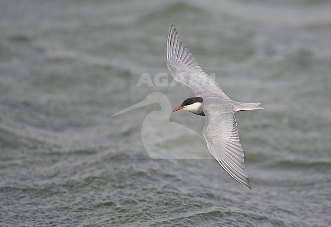 Volwassen Witwangstern in vlucht, Adult Whiskered Tern in flight stock-image by Agami/Markus Varesvuo,