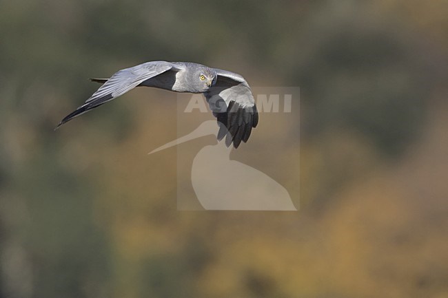 Hen Harrier male flying; Blauwe Kiekendief man vliegend stock-image by Agami/Daniele Occhiato,