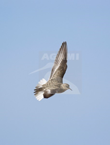 Temmincks Strandloper, Temminck's Stint, Calidris temminckii stock-image by Agami/Tomi Muukkonen,