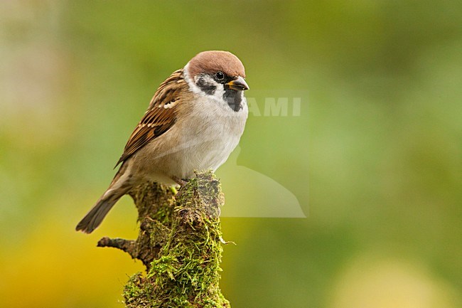 Ringmus op stronk met mos, Tree Sparrow at tree trunk with moss stock-image by Agami/Wil Leurs,