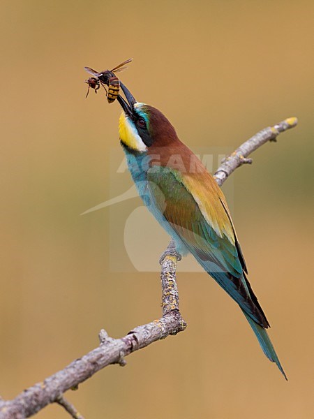 Bijeneter met prooi, European Bee-eater with prey stock-image by Agami/Daniele Occhiato,