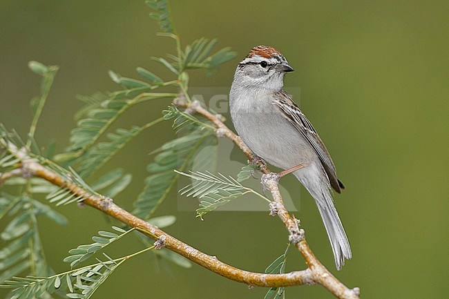 Adult breeding
Riverside Co., CA
May 2008 stock-image by Agami/Brian E Small,