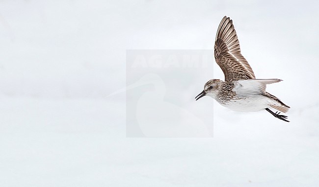 Adult Semipalmated Sandpiper (Calidris pusilla) singing in display flight over snow covered tundra in Alaska, USA. stock-image by Agami/Ian Davies,