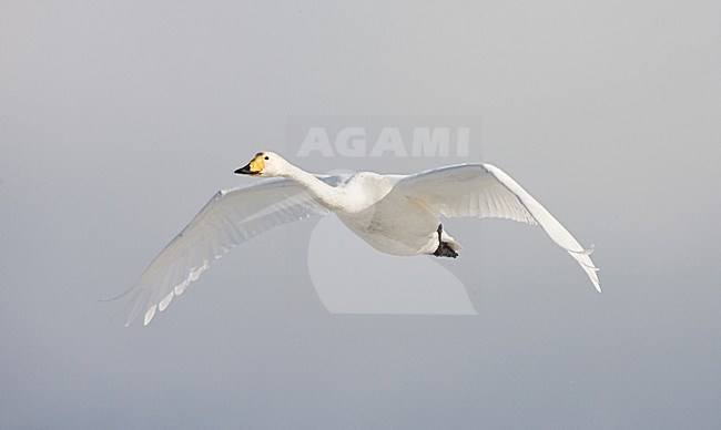 Whooper Swan adult flying; Wilde zwaan volwassen vliegend stock-image by Agami/Marc Guyt,