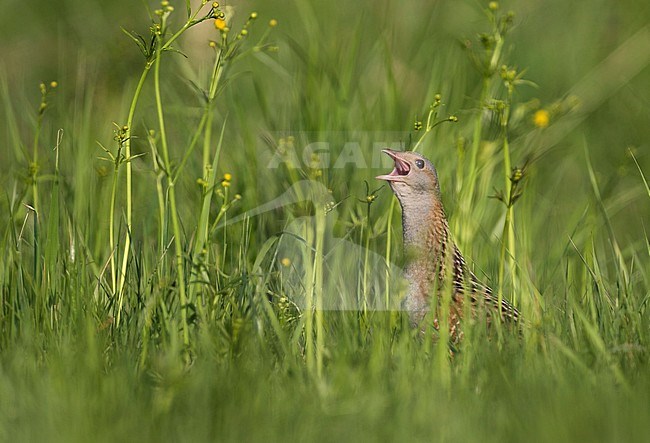 Corncrake - Wachtelkönig - Crex crex, Russia (Jekaterinburg), adult hiding in grassland stock-image by Agami/Ralph Martin,