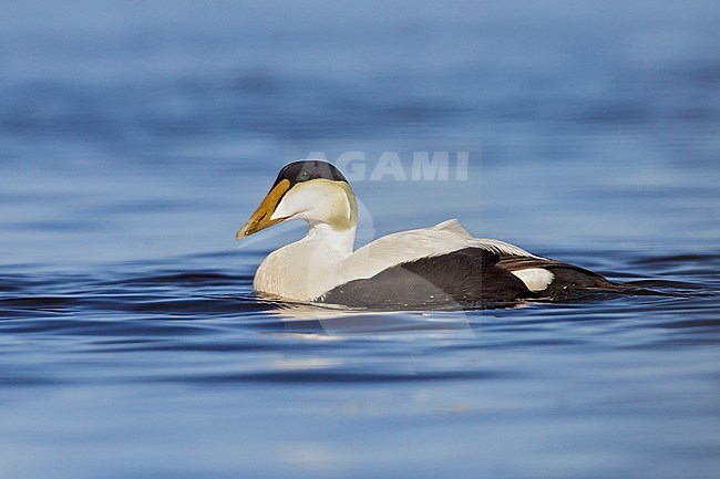 Common Eider (Somateria mollissima) on the Hudson's Bay near Churchill, Manitoba, Canada. stock-image by Agami/Glenn Bartley,