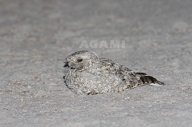 Sykes's Nightjar, Caprimulgus mahrattensis, resting on the ground neat Bhuj in India. stock-image by Agami/James Eaton,